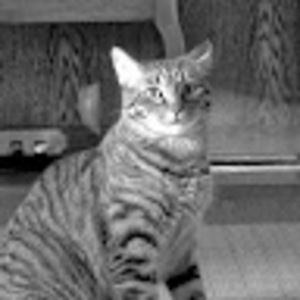 Meet your Posher, Joan